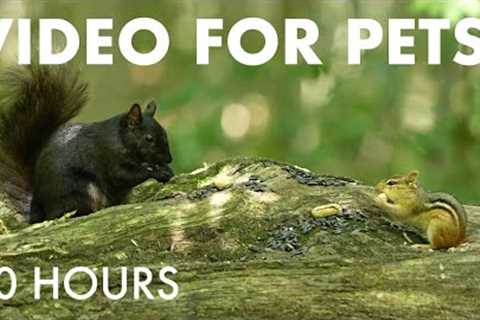 Chipmunks, Squirrels and Forest Friends in Harmony - 10 Hour Cat TV for Pets 😺 - Aug 20, 2025
