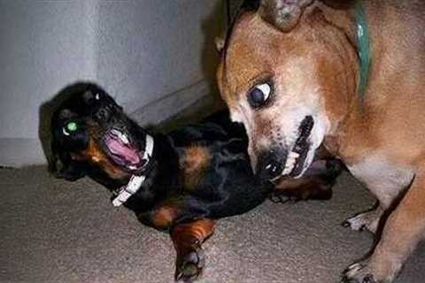 I dare you not to LAUGH at these Silliest DOGS 😁 Funny Animals Videos 2025