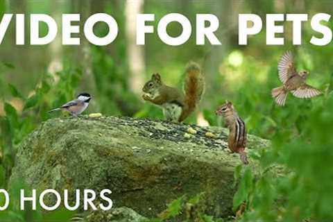 Red Squirrels, Blue Jays, Chipmunks and Forest Animals - 10 Hour Cat TV for Pets - Aug 21, 2025