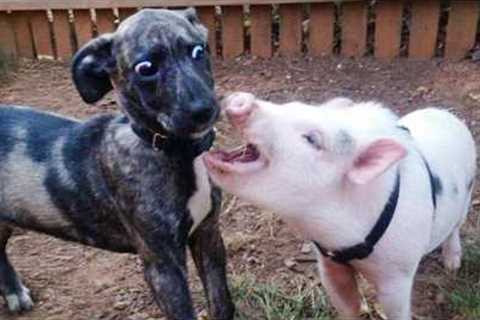 Unexpected Laugh with these Animals 🤣 Funny Animal Videos 2025