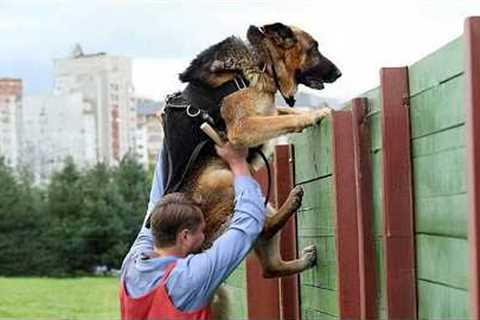 When Police Dogs Forget They’re on Duty 😂 Funny Dog Videos
