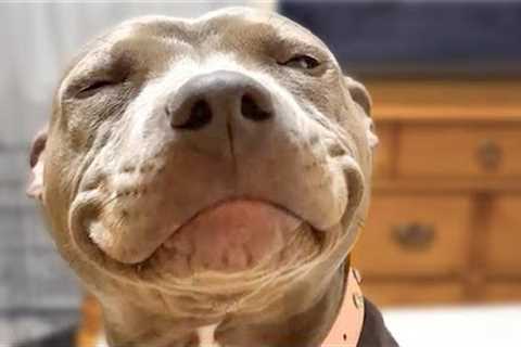 GUILTY Dog smiles when he's caught! 😂 BEST New Pet Videos