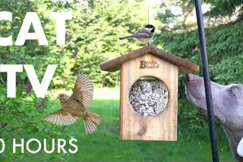Backyard Bliss with Birds, Squirrels and More - 10 Hour Cat TV for Pets 😺 - Aug 23, 2025