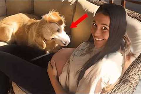 When your dog first feels the baby in your pregnant belly 🥰