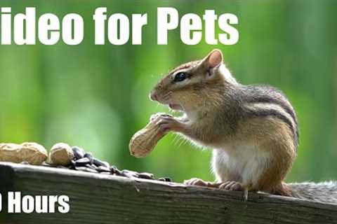 Sunday Morning Brunch for Forest Squirrels and Chipmunks - 10 hour Cat TV for Pets - Aug 24, 2025
