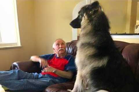 Dogs Being Proud to Be Part of the Family 😁 Funny Dog & Human Videos