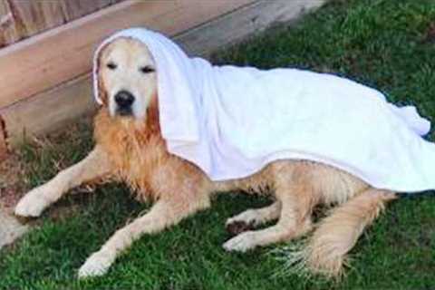 Animal's Moments Is Funnier Than Any Comedy 😁 Funniest Animal Videos Ever