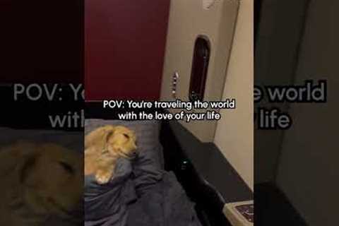 Spoiled Little Dachshund Sleeps In First Class Cabin #InternationalDogDay