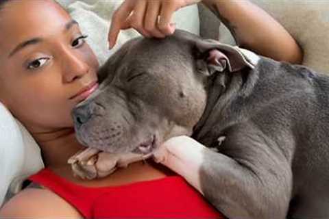 Adorable Pitbulls Can Melt Your Heart in the Cutest Ways 🐶 Funny Dog Videos 2025