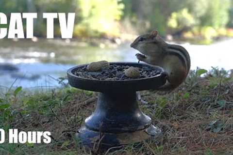 Chipmunks Down by the River - 10 Hour Relaxing Video for Pets and People - Aug 26, 2026