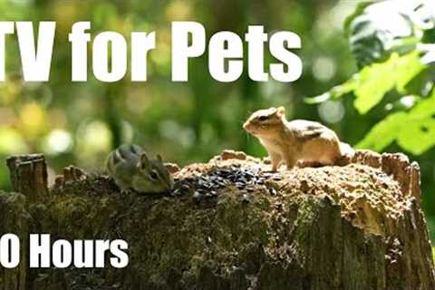 Chipmunks, Birds and Squirrels in a Canadian Forest - 10 Hour Cat TV for Pets - Aug 27, 2025