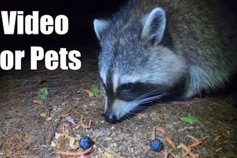 Mice, Raccoons and Nighttime Critters - 10 Hour Cat TV for Pets to Watch 🐱 - Aug 28, 2025