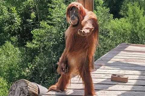 Funny Monkey Encounters You Must See 🦍 Funniest Animal Videos 2025!