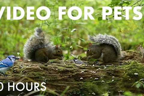 Squirrels, Chipmunks and Forest Friends - 10 hour Cat TV for Pets to Watch - Aug 29, 2025