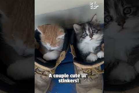 🎼 Smelly Cat Smelly Cat 🐈 What are they feeding you?!?!?! #Friends #Funny #Cats