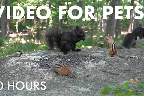 Saturday Morning Cartoons for Pets - 10 Hour Forest Friends Edition - Cat TV 🐱 - Aug 30, 2025