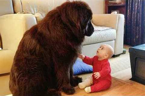 When Big Dogs Prove They're the Perfect Babysitters ❤️