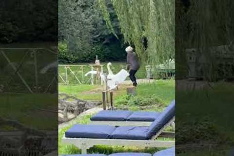 Woman Messes With Swan And Swan Fights Back