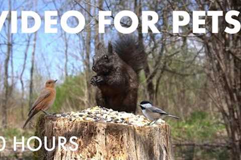 Sunday Morning Brunch for Birds, Squirrels and Chipmunks - 10 hour Cat TV for Pets - Aug 31, 2025