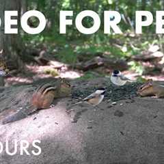 Birds, Squirrels, Chipmunks and Forest Friends - 10 Hour Cat TV for Pets 🐱 - Sept 01, 2025