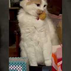 Cat Sneaks Head Out of Bag and Snatches Chicken Nugget