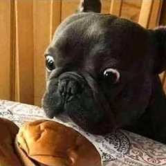 When you have a dramatic French Bulldog…🤣 Funny French Bulldogs