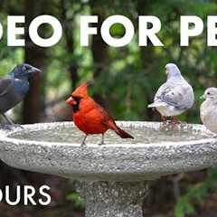 Backyard Bliss for Birds and Squirrels - 10 hour Cat TV for Pets to Watch 🐱 - Sept 02, 2025