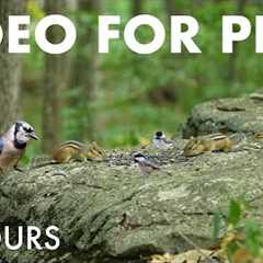 Chipmunks, Squirrels and Birds in the Forest - 10 Hour Cat TV for Pets to Watch 🐱 - Sept 03, 2025