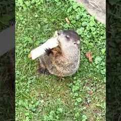 Jeff is everything 🤩 but why did he say tortilla like that 💀🤣  #Groundhog #Funny #AnimalShorts