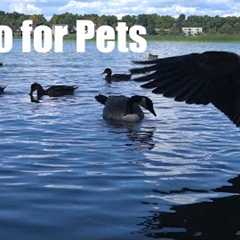 Geese, Ducks, Swans and Birds on the Water - 10 Hour Cat TV for Pets to Watch 🐱 - Sept 05, 2025