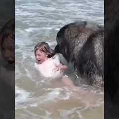 INCREDIBLE Dog Pulls Little Girl From The Ocean 😍