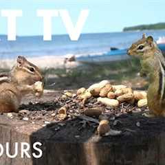 Saturday Morning Cartoons for Pets 🐱 - 10 Hours of Birds, Squirrels and Chipmunks - Sept 06, 2025