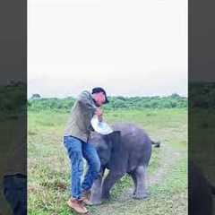 Adorable Baby Elephant Plays With Caretaker