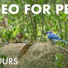 Red Squirrels, Chipmunks, Cardinals and Forest Friends - 10 Hour Cat TV for Pets 🐱 - Sept 08, 2025