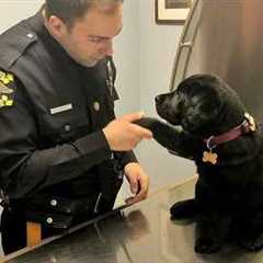 When A K9 Dog Got His First Day On The Job! 😂 Funny Dog Videos