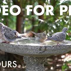 Doves, Cardinals, Blue Jays, Backyard Birds and Critters - 10 Hour Cat TV for Pets 🐱 - Sept 09, 2025