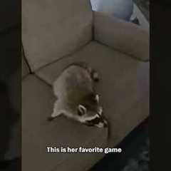 Weird Raccoon Loves Being Tossed On Sofa