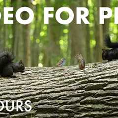 Black Squirrels, Chipmunks and Forest Friends - 10 Hour Cat TV for Pets to Watch 🐱 - Sept 10, 2025