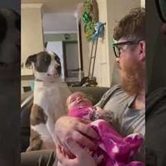 Dog Makes Hilarious Face After Hearing Joke From Man