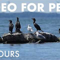 Saturday Morning Cartoons for Pets - 10 Hours of Beautiful Lakeside Birds - Cat TV - Sept 13, 2025