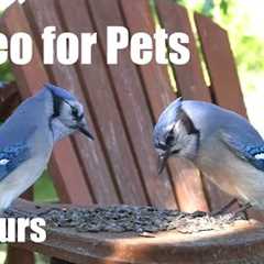 Backyard Bliss for Birds, Squirrels and Chipmunks - 10 Hour Cat TV for Pets 🐱 - Sept 14, 2025