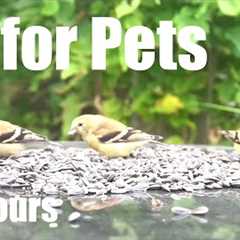 Backyard Bliss with Finches, Sparrows, Chipmunks and More! - 10 Hour Cat TV 🐱 - Sept 16, 2025