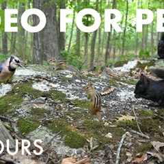 Black Squirrels, Chipmunks and Forest Friends - 10 Hour Cat TV for Pets to Watch - Sept 17, 2025
