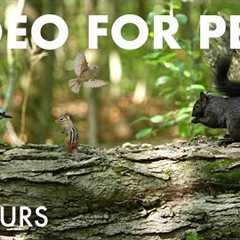 Beautiful Birds and Critters in a Canadian Forest - 10 Hour Cat TV for Pets to Watch - Sept 18, 2025