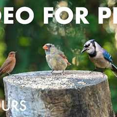 Squirrels, Cardinals, Grackles and Backyard Birds - 10 Hour Cat TV for Pets 🐱 - Sept 19, 2025