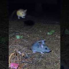 Bouncy Mice #cattv #mice
