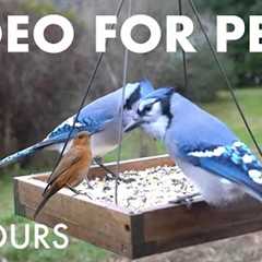 Sunday Morning Brunch for Backyard Birds, Squirrels and Chipmunks - 10 Hour Cat TV - Sept 21, 2025