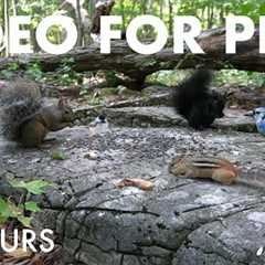 Chipmunks, Squirrels, Birds and Forest Friends - 10 Hour Cat TV for Pets to Watch - Sept 22, 2025