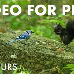Cat TV for Pets to Watch 🐱 - 10 Hours of Beautiful Birds and Animals in the Forest - Sept 23, 2025