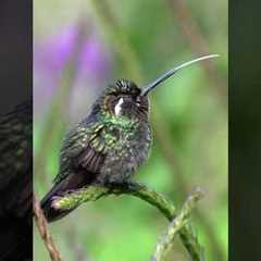 Hummingbird's tongue #nature #wildlife #hummingbird